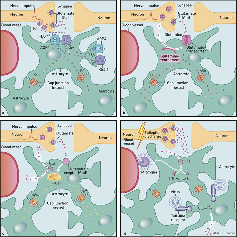 Figure 1 Astrocyte functions relevant to epilepsy. a) Potassium and water balance. Potassium is released during synaptic…