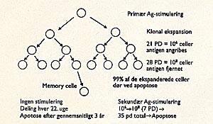  Figur 2    Hypotetisk figur for T-celleresponset ved antigenstimulering. Primær stimulering med antigen (Ag) udløser…