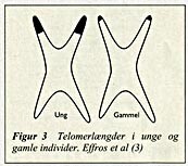  Figur 3    Telomerlængder i unge og gamle individer. Effros et al (3)