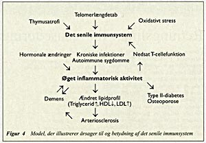  Figur 4    Model, der illustrerer årsager til og betydning af det senile immunsystem