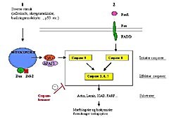 Figur 2    Intracellulære mekanismer ved apoptose. Sentrale aktører er caspasene, som er en familie av cystein-aspartat…