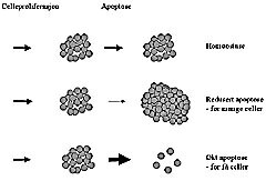 Figur 3    Sammenhengen mellom apoptose og sykdomsutvikling. Normalt er det en balanse mellom celleproliferasjon og celledød…