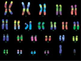 Figur 11    DNA-prober fra gibbonape hybridisert med humant DNA ved hjelp av RxFISH-metoden (Rainbow cross species FISH,…