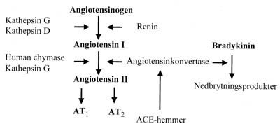 Figur 1  Oversikt over renin-angiotensin-systemet. Angiotensinkonvertasehemmere (ACE-hemmer) nedsetter angiotensin II…