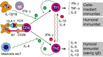 Figur 2  Polarisering av T-cellecytokiner er betinget i en komplisert positiv immunologisk regulering og negativ…