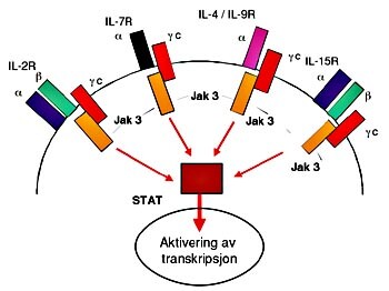 Figur 1    Figuren viser oppbyggingen av membranreseptorene for cytokinene IL-2 (IL-2R), IL-7 (IL-7R), fellesreseptoren for…