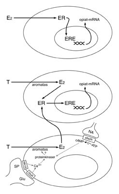 Figur 3   Olika mekanismer varigenom östrogenreceptor(ER)uttryckande celler i ytliga delen av ryggmärgens bakhorn kan…