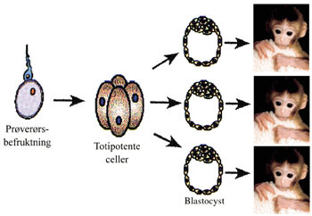 Figur 2   Kloning ved embryosplitting (”Tetra-metoden”). Etter prøverørsbefruktning og 4 – 8 celledelinger, splittes de…