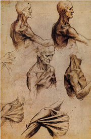 Figur 2   Leonardo-tegning av skulder- og armmuskulatur. Pennetegning med lavering. Tilhører The Royal Library, Windsor…