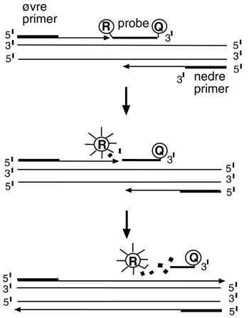 Figur 1   Ved sanntid (real-time) kvantitativ PCR (ABI Prism Sequence Detector 7700) er det festet en TaqMan-probe i området…