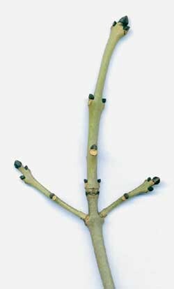 Avkok av ask (Fraxinus excelsior) er kjent fra folkemedisinen siden oldtiden. Foto Norsk Botanisk Forening