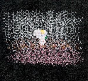 Figur 2  Datamodell som viser hvordan klorpromazinmolekylet blir liggende i et fosfolipidmonolag med mange flerumettede&hellip;