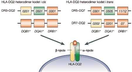 Figur 1  HLA-assosiasjonen ved cøliaki. De fleste cøliakipasienter uttrykker en spesiell HLA-DQ2 (DQA1*05-DQB1*02)…