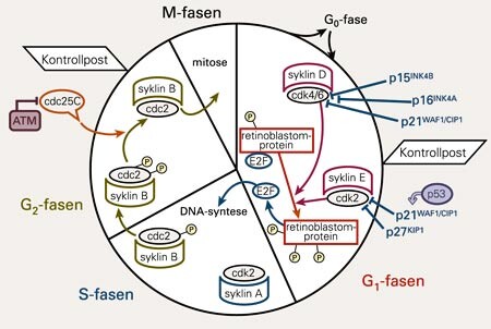 Regulering av cellesyklus. Cella kopierer sitt DNA i syntesefasen (S) og deler seg i to like dotterceller i mitosefasen (M)…