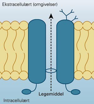 Modell av P-glykoprotein