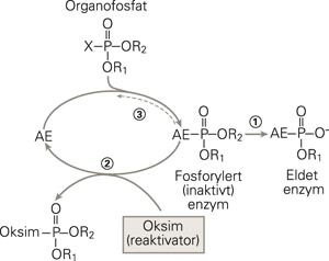 Organofosfater hemmer acetylkolinesteraseenzymet (AE) og danner et inaktivt kompleks. Dette komplekset kan «eldes» (merket 1…