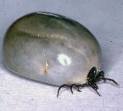 Fjoråret var et rekordår for antall tilfeller av Lyme borreliose, en infeksjonssykdom som overføres av skogflått (Ixodes…