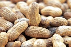 Peanøtter kan gi alvorlig anafylaksi hos noen barn med matallergi, men ekspertene er uenige om hvorvidt risikoen er…