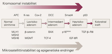 Illustrasjonen gir et forenklet overblikk over kreftutvikling gjennom flere forstadier og hvordan denne drives av ulike…