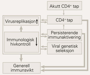 Mekanismer for utviklingen av immunsvikt ved kronisk hivinfeksjon. Et massivt tap av CD4-positive T-celler både i akutt og…