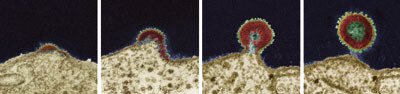 Foto © Science Photo Library/GV-Press
