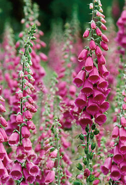 Vanlig revebjelle (Digitalis purpurea) finnes mange steder i Norge. Foto © Jørn B. Olsen/Rolf Sørensen/Samfoto