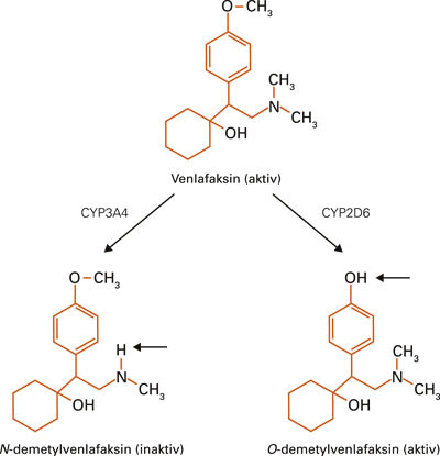 Figur 1  Venlafaksin metaboliseres til N-demetylvenlafaksin og O-demetylvenlafaksin via ulike CYP-enzymer. Til tross for…