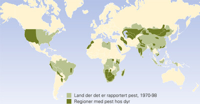 Figur 3  I l&oslash;pet av to ti&aring;r etter utbruddene av pest i India i 1890-&aring;rene spredte sykdommen seg til alle fem kontinenter&hellip;