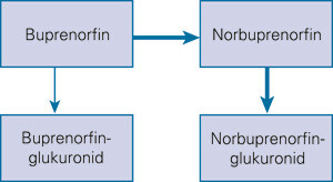 Figur 1  Metabolisme av buprenorfin. De mørke pilene markerer hovedveien i kroppen