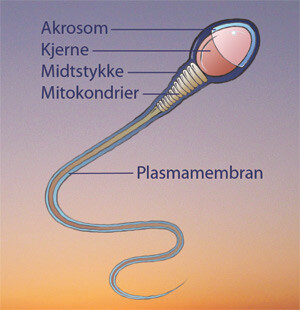 Figur 1 Skjematisk fremstilling av en human spermie. Illustrasjon Jørgen Abelsen