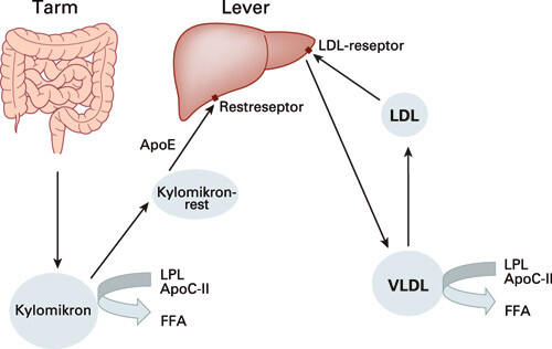 Figur 1 Lipidmetabolismen. I tarmcellene dannes triglyseridrike kylomikroner. I sirkulasjonen aktiverer apoC-II…