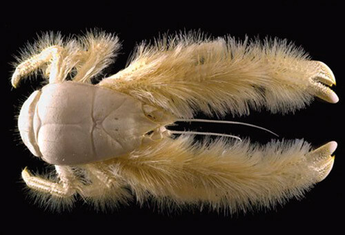 Kiwa hirsuta. Kiwa er skalldyrenes gudinne i den polynesiske mytologien, hirsutus betyr raggete og lodden. Foto © A. Fifis…
