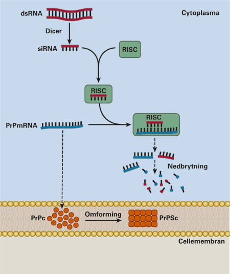 Figur 1  RNA-interferens (RNAi) er en relativt ny metode der man kan redusere ekspresjonen av spesifikke gen og hindre&hellip;