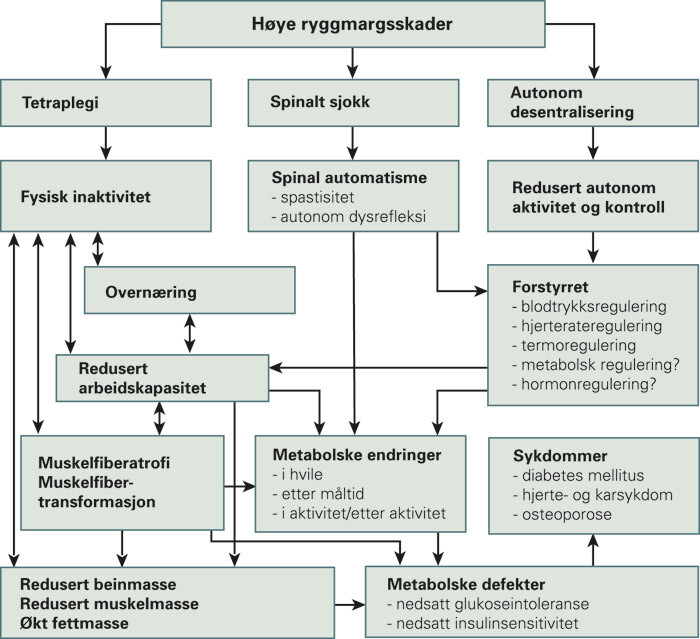 Figur 2 Skjematisk illustrasjon av nevrogene, kardiovaskulære, metabolske og funksjonelle konsekvenser av en cervikal…