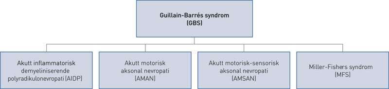 Figur 1  De vanligste subtypene av Guillain-Barrés syndrom