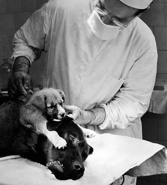 Den sovjetiske kirurgen Vladimir Demikhov (1916 – 98) var en pioner innen transplantasjonskirurgi. Han ble berømt for…