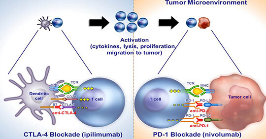 Hentet fra Wolchok JD, et al. Presentert på ASCO 2013. Gjengitt med tillatelse fra Bristol-Myers Squibb
