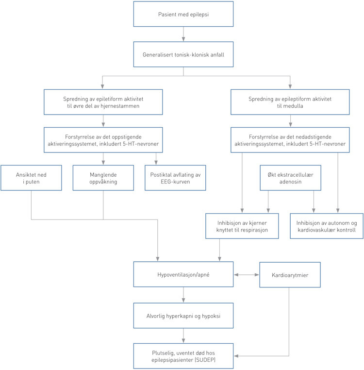 Figur 1  Hypotetisk modell for patofysiologiske mekanismer ved plutselig, uventet epilepsirelatert død. Gjengitt etter…