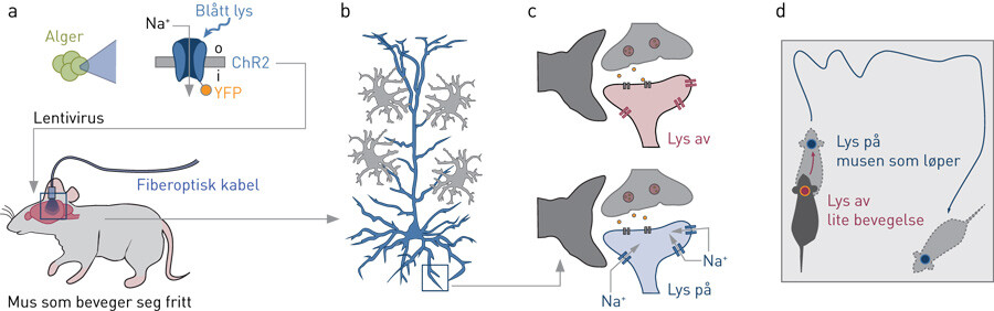 Figur 2  Fjernstyring av mus med optogenetikk. Genet for Channelrhodopsin 2 (ChR2) «klippes ut» av alger, og «limes inn» i…