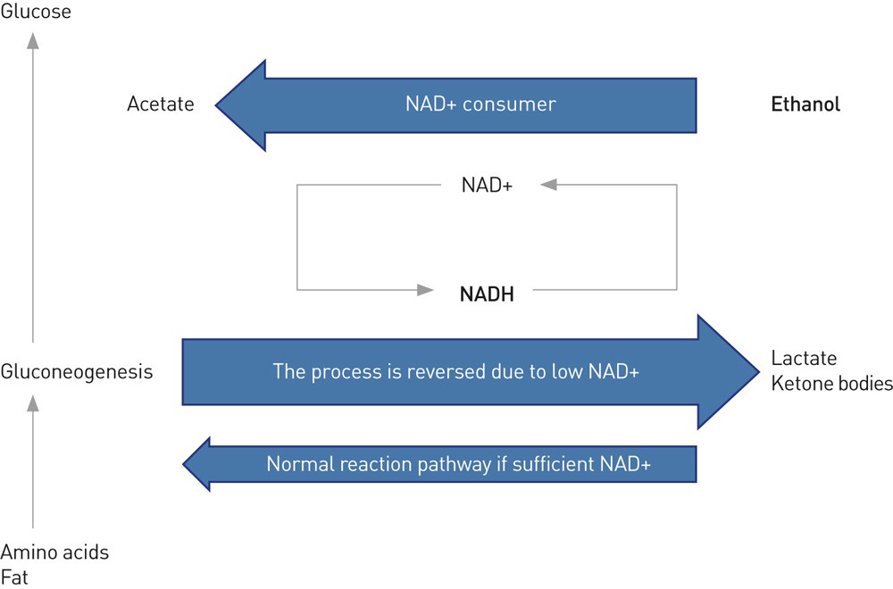 Figure 1  Greatly simplified presentation of the gluconeogenesis that takes place while under the influence of ethanol. For…