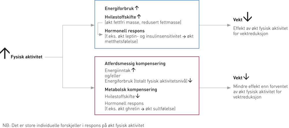 Figur 1  Forenklet teoretisk skisse av noen mulige faktorer av betydning for fysisk aktivitet for vektreduksjon. Figuren er…