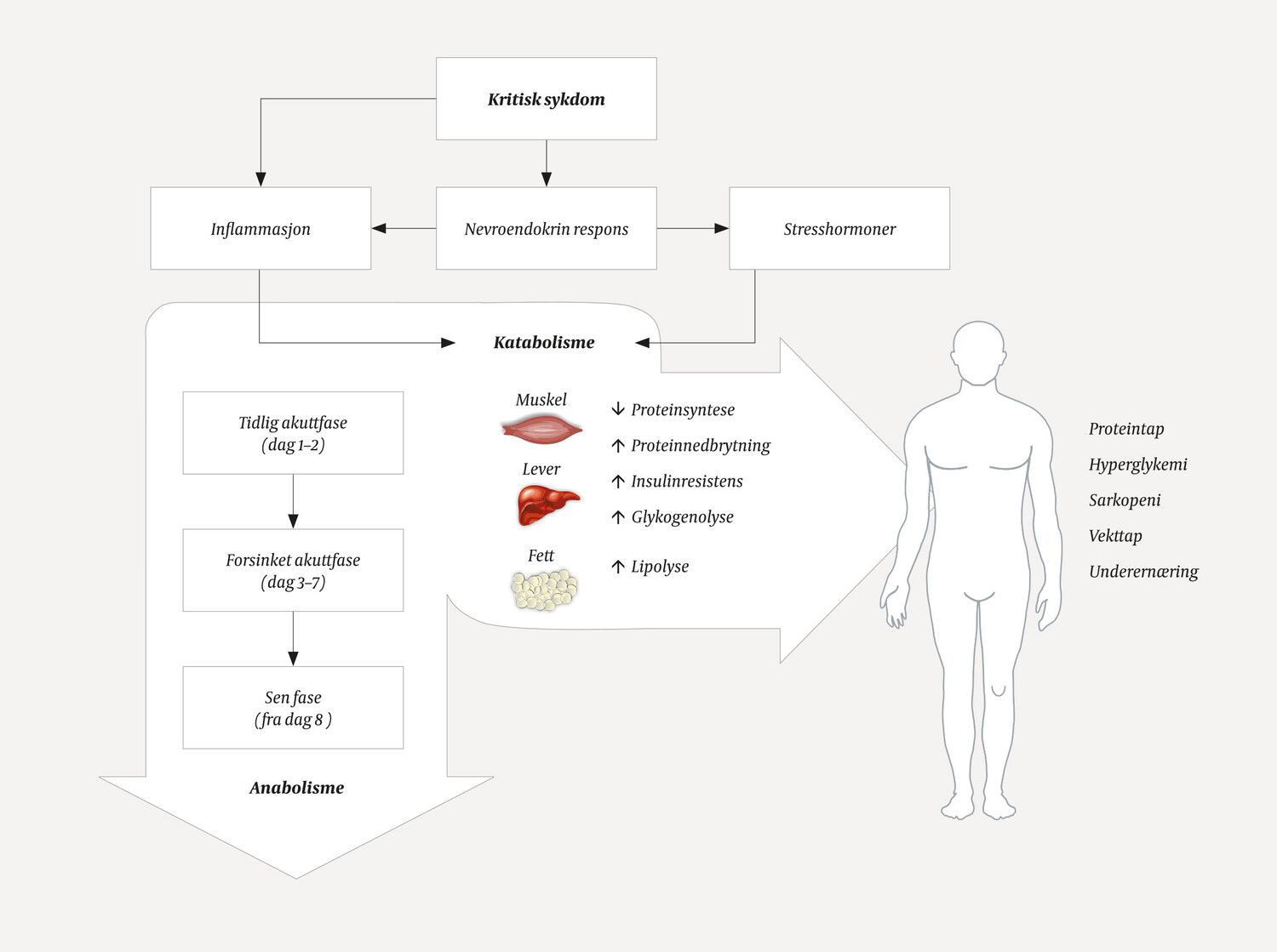Figur 1 Kritisk sykdom gir en nevroendokrin og inflammatorisk respons som setter i gang en rekke metabolske endringer,&hellip;