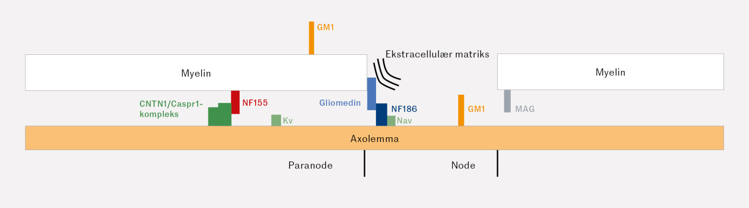 Figur 2 Skjematisk oversikt over Ranviers node som viser de viktigste antigenene i node- og paranodeområdet.