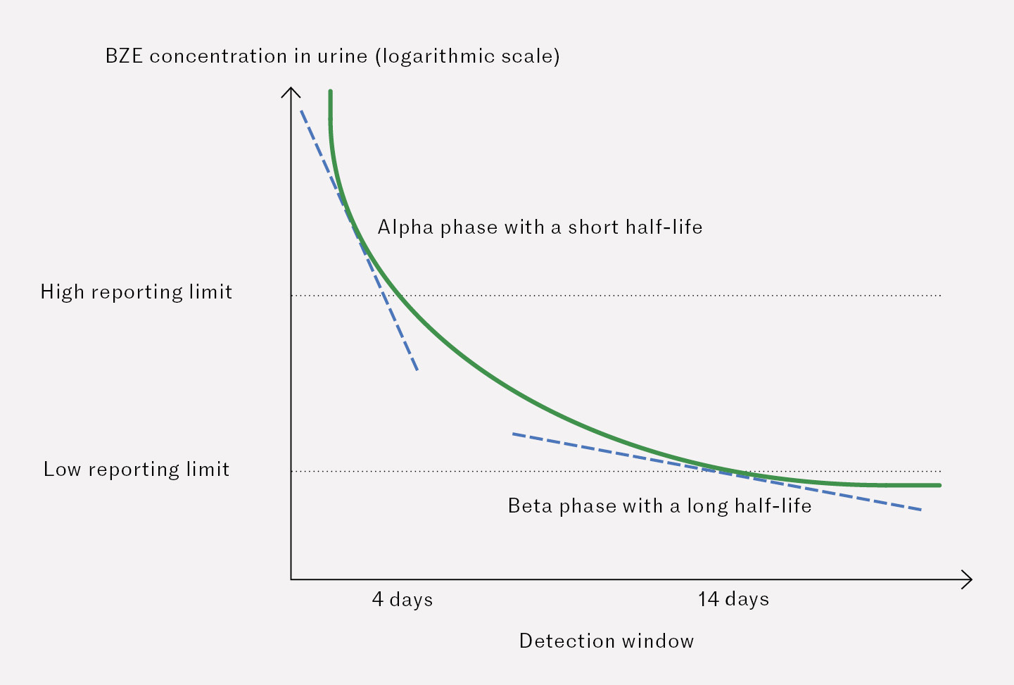 Figure 1 Example of biphasic elimination of BZE after repeated cocaine intake. First we see an alpha phase with a short half…