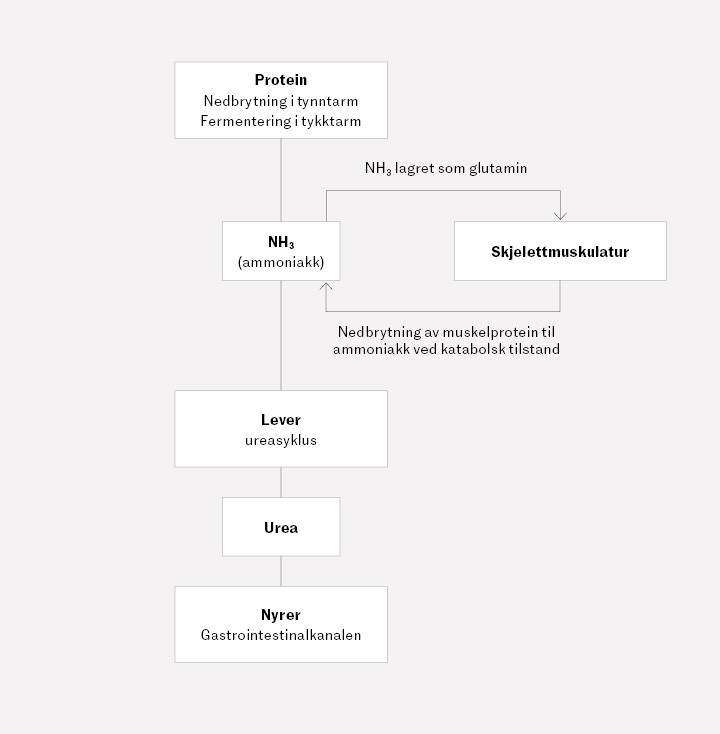 Figur 2 Ammoniakkmetabolisme. Ammoniakk dannes prim&aelig;rt ved at mikrober i tykktarm bryter ned proteiner. Eliminasjon skjer&hellip;