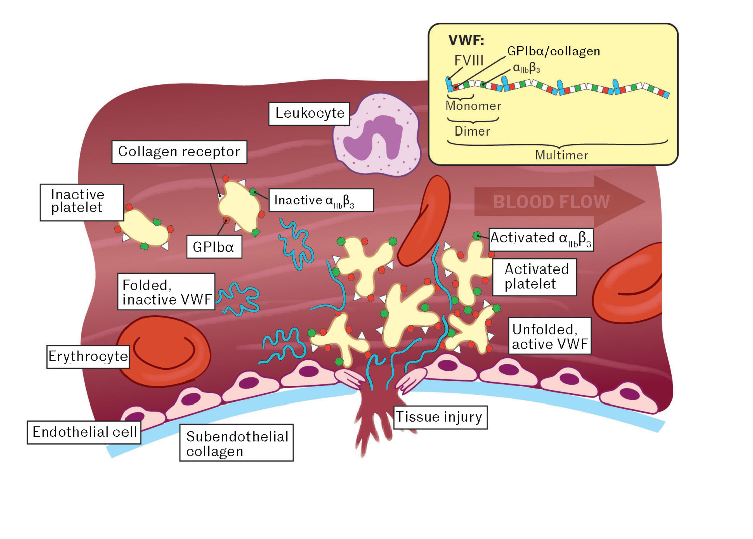 Figure 1 Von Willebrand factor in haemostasis. Abbreviations: FVIII, coagulation factor VIII; GPIbɑ, glycoprotein Ibɑ; VWF,&hellip;