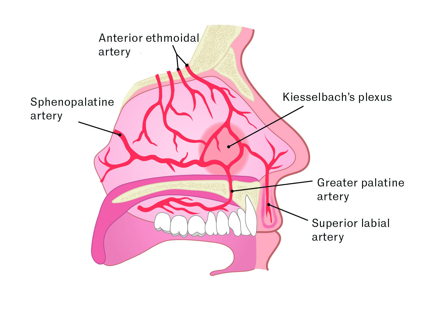 Figure 1 Blood supply to the nose. Illustration: Jeanette Engqvist/Illumedic