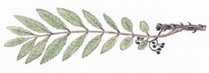Eksempel p&aring; tegningene: Zanthoxylum capense. Gjengitt med tillatelse av Akademika forlag.
