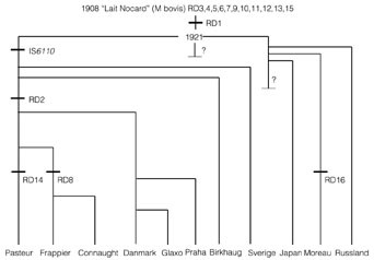 Figur 1   Historisk genealogi for BCG. Figuren viser et sannsynlig scenario for oppsplitting av den originale BCG-stammen…