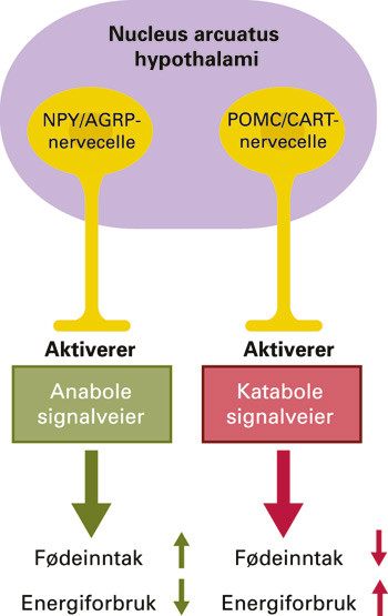Figur 1  Arcuatushypotesen. Nevronpopulasjonene i arcuatuskjernen i hypothalamus er fremstilt skjematisk. Oreksigener …